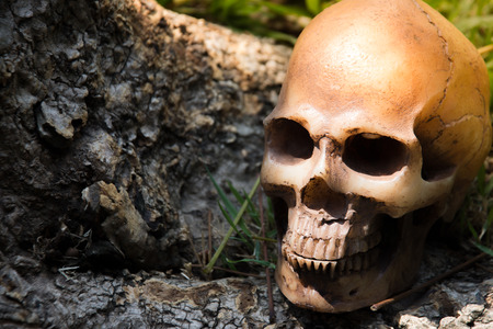 Skull under the tree in the forest , digital effect abstract styleの写真素材
