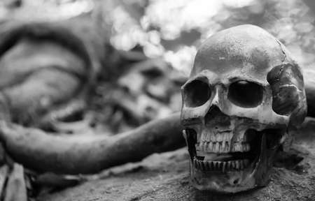 Skull under the tree in the forest , digital effect abstract for backgroundの写真素材