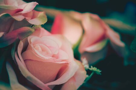 Bouquet of pink roses in the garden, digital effect abstract for backgroundの写真素材