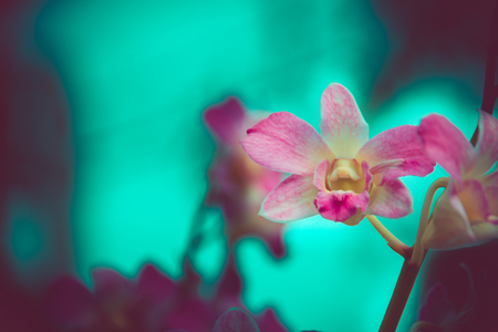 The purple orchid flower , digital effect abstract for backgroundの写真素材