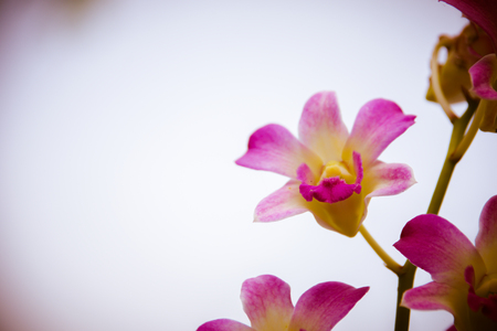 The purple orchid flower , digital effect abstract for backgroundの写真素材