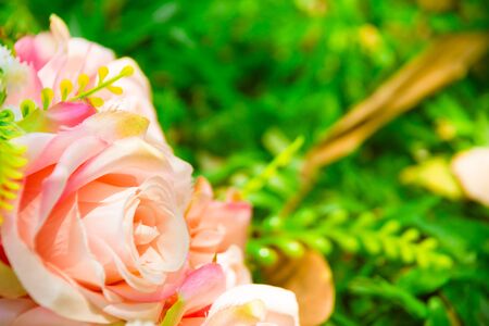 The pink rose in pastel style and green garden in backgroundの写真素材