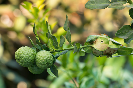 The bergamot fruit and their branch and ant nest besideの写真素材