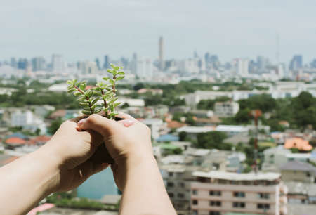 The hands holding the fresh tree against to the urban view in backgroundの写真素材