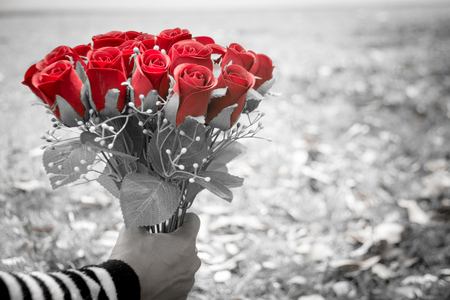 Woman's hand holding bouquet of red roses in the gardenの写真素材