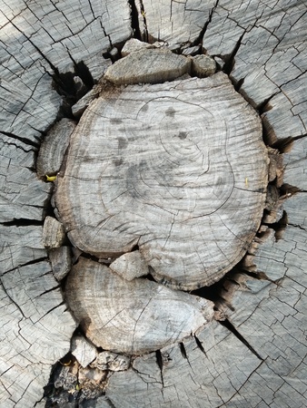 The top view close up of stump treeの写真素材