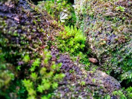 The close up of fresh moss with sunlightの写真素材