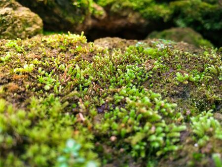 The close up of fresh moss with sunlightの写真素材