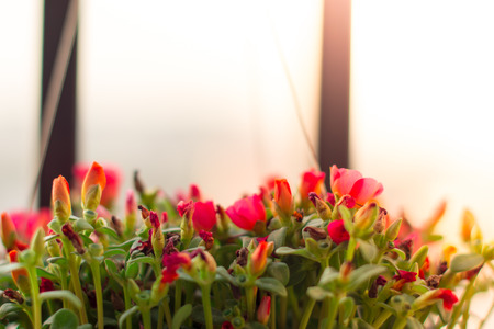 The fresh pink flower with sunlight as blackgroundの写真素材