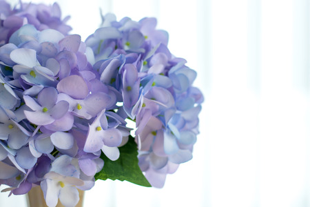 Close up of fresh hydrangea with white blackground isolatedの写真素材