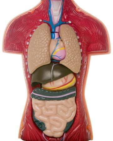 Anatomy plastic model, isolated.