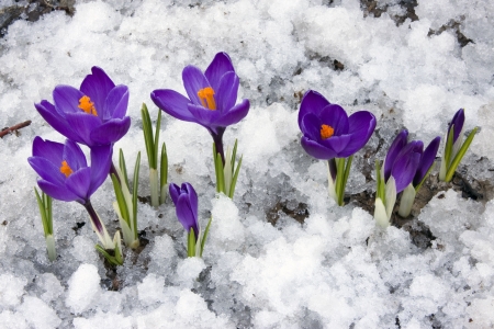 Spring : Crocus flowers blooming through the melting snow. Spring : Crocus flowers blooming through the melting snow.