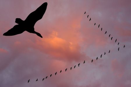 Silhouettes of flying geese in v formation agains a cloudy sunset sky.の写真素材