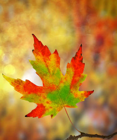 Red, green, orange and yellow maple leaf in autumn.