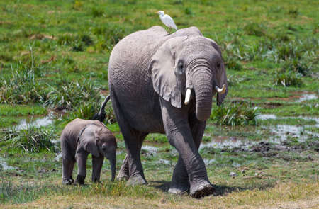 Elephant Familyの写真素材