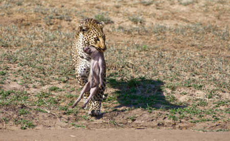 Successful Hunt, Leopard in Masai Mara, Kenyaの写真素材