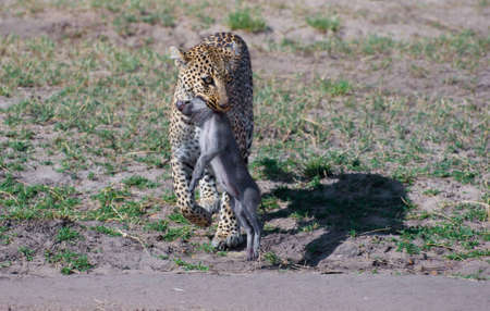 Successful Hunt, Leopard in Masai Mara, Kenyaの写真素材