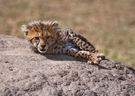 Cheetah Cub on the Rockの写真素材