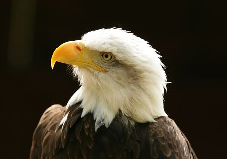 Portrait of a Bald Eagle