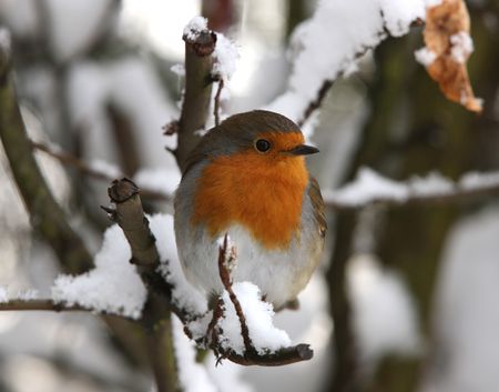 Robin in winterの写真素材
