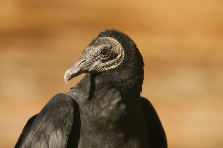 Black Vultureの写真素材