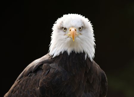 Portrait of a Bald Eagleの写真素材