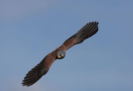 Kestrel in Flightの写真素材