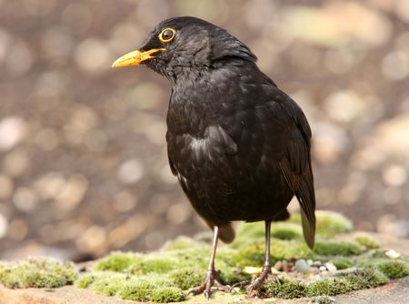 Portrait of a male Blackbird