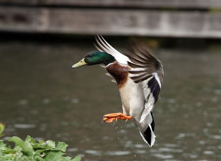 Male Mallard Duck coming into landの写真素材