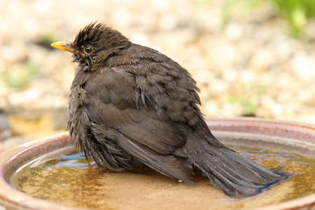 Female Blackbird cooling off in a water bowlの写真素材