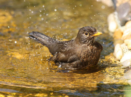 Female Blackbird cooling off in a pondの写真素材