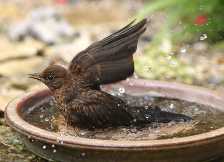 A female blackbird enjoying a bathの写真素材