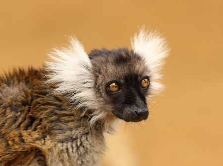 Portrait of a black and white ruffed Lemur