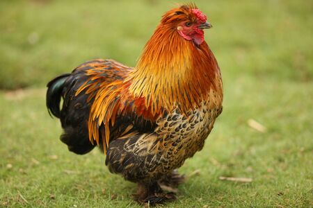 Portrait of a Bantam Chickenの写真素材