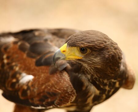 Portrait of a Harris Hawkの写真素材