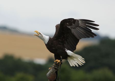 A Bald Eagle calling