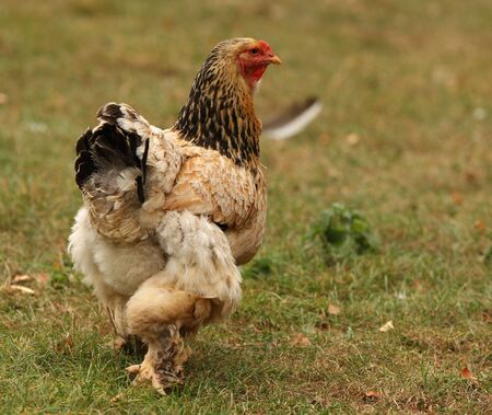 Sussex Bantam Chickenの写真素材