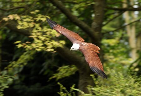 African Fish Eagle in flight