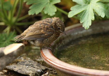 A baby Robin about to take his first bathの写真素材