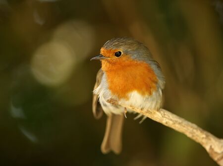 Portrait of a male Robinの写真素材