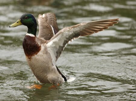 A male Mallard Duck stretching his wingsの写真素材