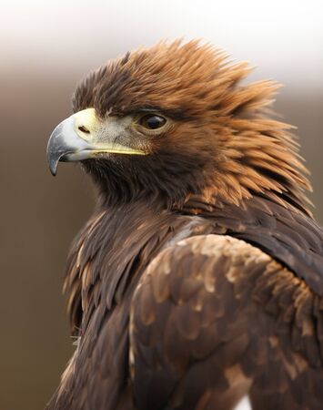 Portrait of a Golden Eagleの写真素材