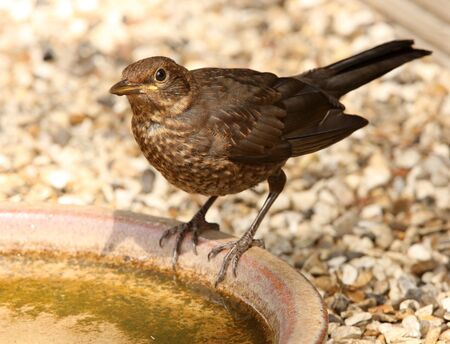 Young Blackbird having a drinkの写真素材
