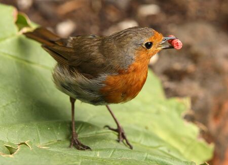 Robin enjoying a large piece of suetの写真素材
