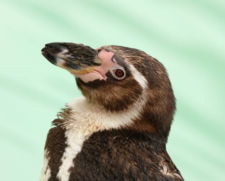 Portrait of a Humbolt Penguinの写真素材