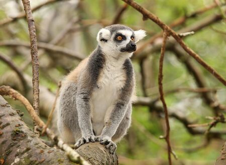 Portrait of a Ring Tailed Lemur