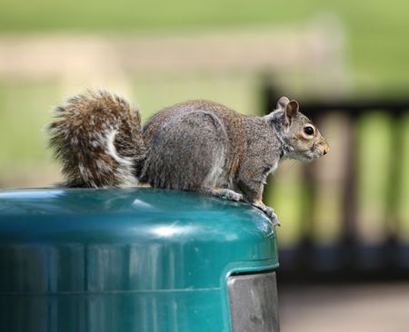 Portrait of a Grey Squirrelの写真素材