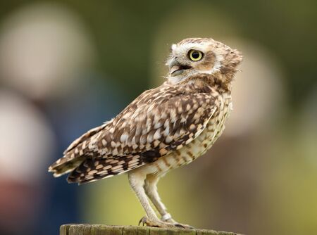 Portrait of a Burrowing Owlの写真素材