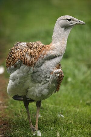 Portrait of a Great Bustard