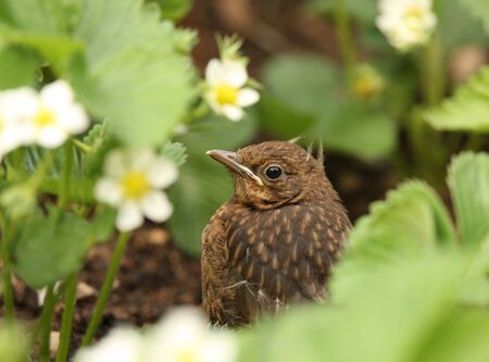 Portrait of a young Blackbird